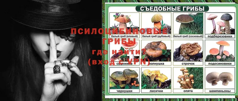 Галлюциногенные грибы Psilocybe  Орск 